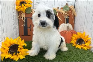 Valerie - Havanese for sale