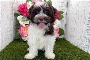Ethan - Havanese for sale