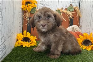 August - Havanese for sale