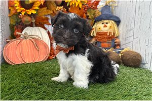 Bastian - Havanese for sale