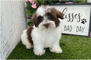 Bart - Havanese for sale