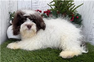 Haven - Havanese for sale