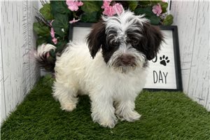 Tiffy - Havanese for sale