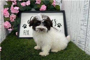 Pepper - Havanese for sale