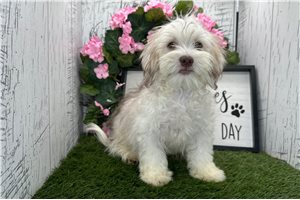 Charles - Havanese for sale