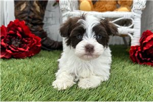 Ozzy - Havanese for sale