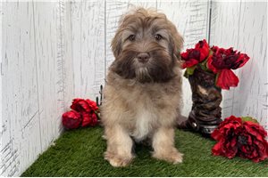 Legend - puppy for sale
