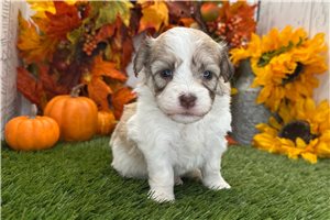 Ariana - puppy for sale