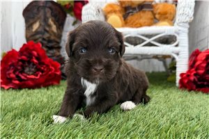 Seth - puppy for sale