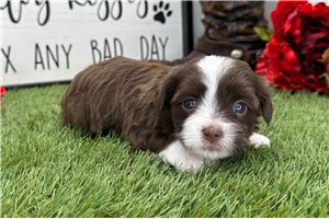 Louisa - puppy for sale