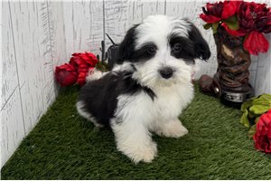 King - Havanese for sale