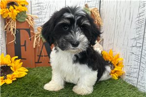 Zion - Havanese for sale