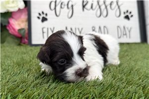 Oakleigh - puppy for sale
