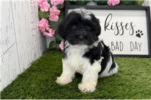 Ciara - puppy for sale