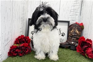 Vern - Havanese for sale