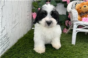 Zeus - Havanese for sale