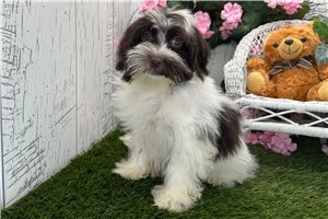 Oakleigh - Havanese for sale