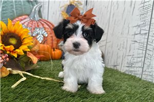 Magdalena - Havanese for sale