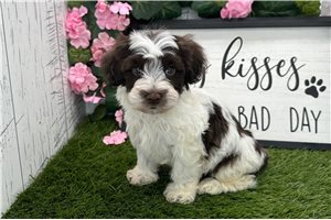 Tommy - Havanese for sale