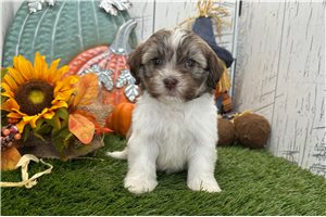 Laramie - Havanese for sale
