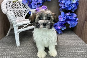 Betsy - puppy for sale