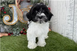 Satine - Havanese for sale