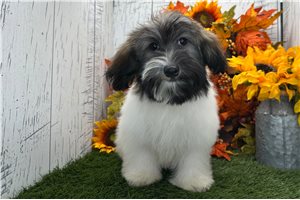 Veronica - Havanese for sale
