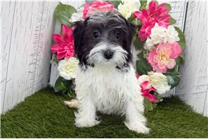 Lucy - Havanese for sale