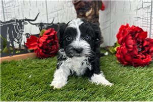 Conner - Havanese for sale