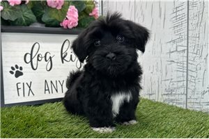 Sullivan - Havanese for sale