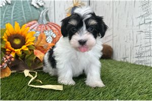 Malachi - Havanese for sale