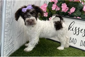 Katalina - Havanese for sale