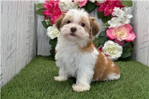 Kylie - Havanese for sale