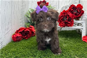 Georgia - Havanese for sale