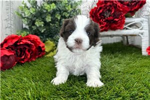 Newt - puppy for sale