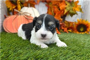 Makai - puppy for sale