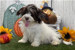 Hayes - puppy for sale