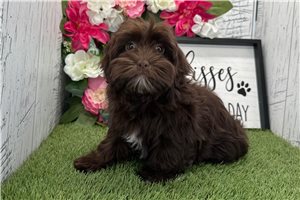 Georgia - Havanese for sale