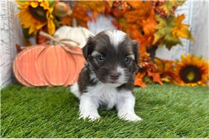 Larkin - puppy for sale