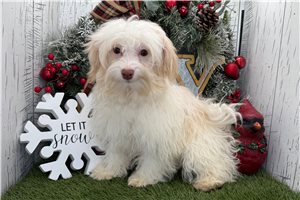 Gabriella - puppy for sale