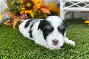 Emma - puppy for sale