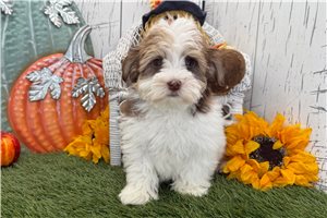 Aiden - puppy for sale