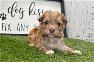 Hamilton - puppy for sale