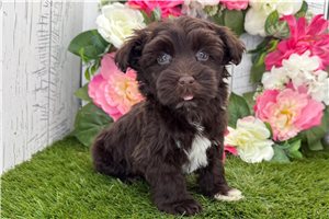 Gerardo - Havanese for sale