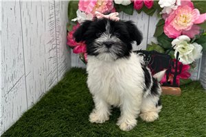 Cookie - Havanese for sale