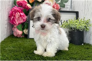 Zeus - Havanese for sale