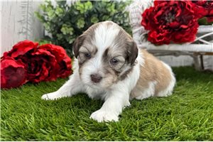 Kurt - puppy for sale