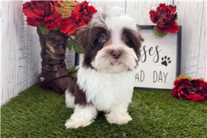 Sebastian - Havanese for sale