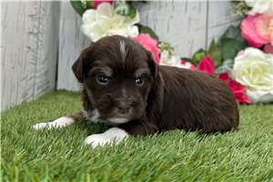 Kimball - Havanese for sale