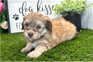 Hazel - puppy for sale